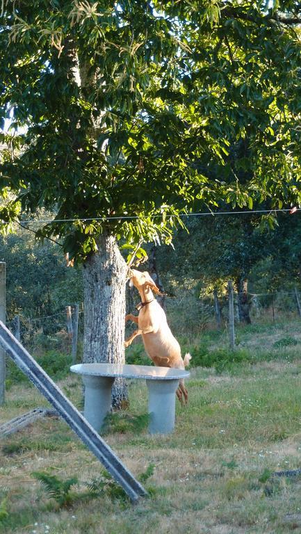 Aldeia Do Codecal Konuk evi Codecal  Dış mekan fotoğraf
