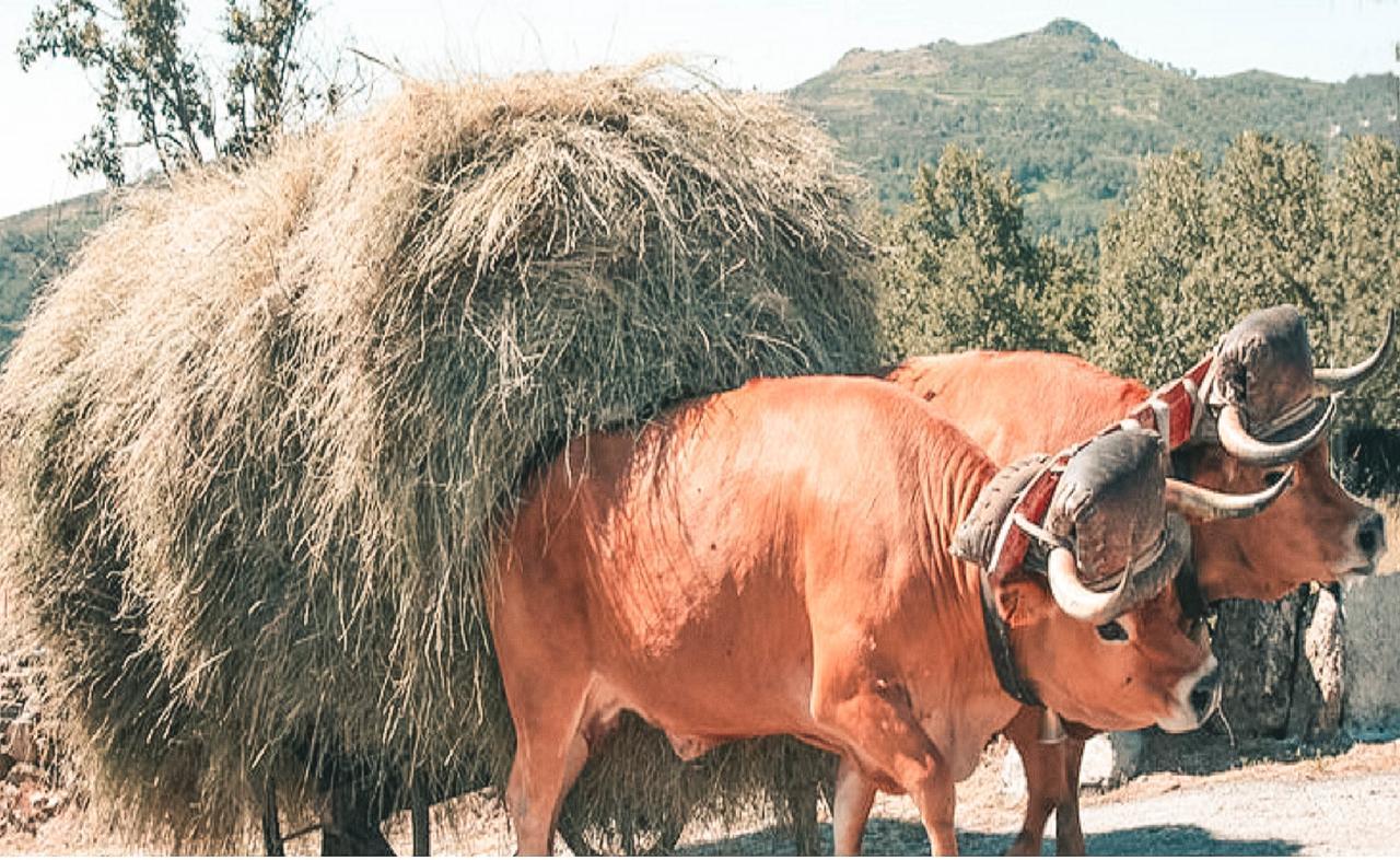 Aldeia Do Codecal Konuk evi Codecal  Dış mekan fotoğraf